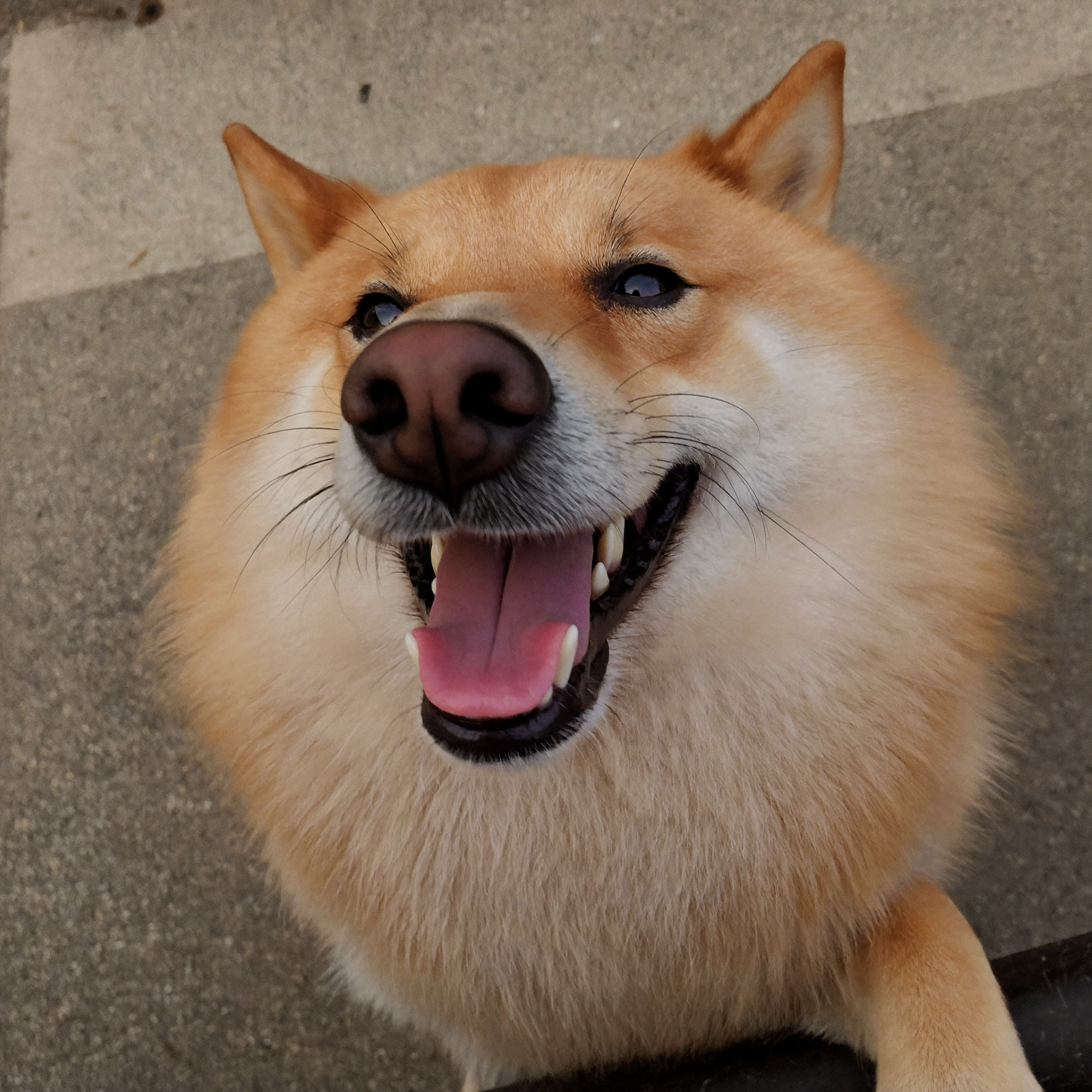 Toothies